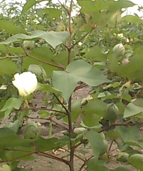 Sai Bhavya Seeds